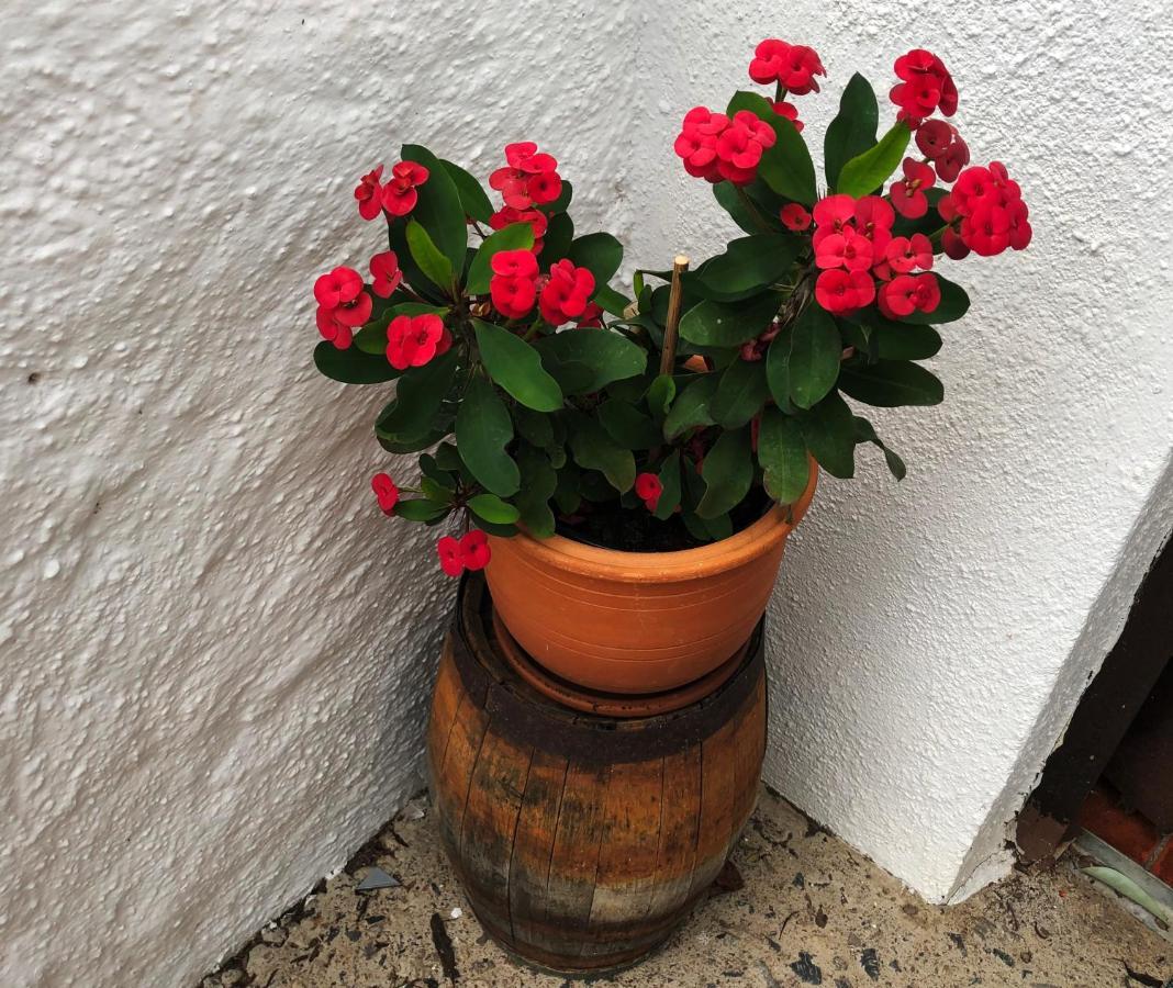 Bodeguita - Finca Tabaiba By Tor Icod de los Vinos Kültér fotó